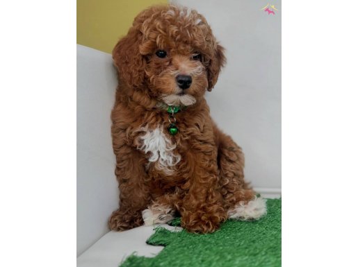 PARTY COLOR ÇİFT RENK TOY POODLE