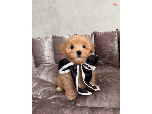ŞİRİN MALTİPOO YAVRULAR