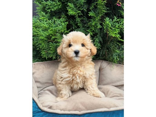 BABY SURAT MALTİPOO YAVRULAR