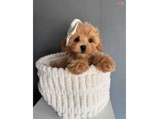 LİNDA MALTİPOO YAVRUMUZ