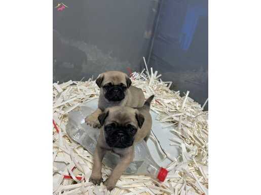 SAFKAN PUG MOPS