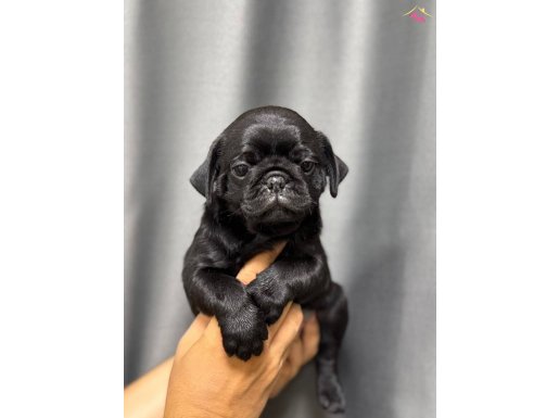 SİYAH PUG BEBEKLER