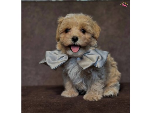SAFKAN MALTİPOO YAVRULARI