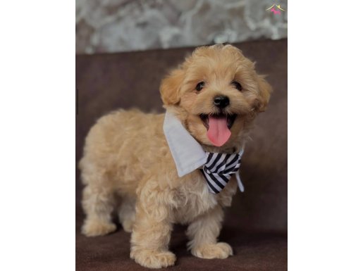 BABY FACE MALTİPOO BEBEKLER
