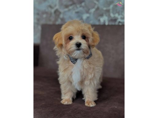 MALTİPOO YAVRUMUZ LİNDA