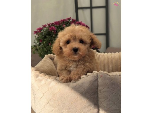 MALTİPOO BEBEĞİMİZ PERA