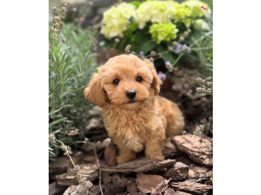 IRK GARANTİLİ MALTİPOO BEBEKLERİMİZ