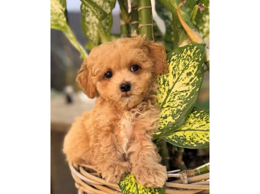 MALTİPOO BEBEĞİMİZ LİNDA