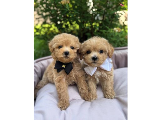 MALTİPOO KARDEŞLER