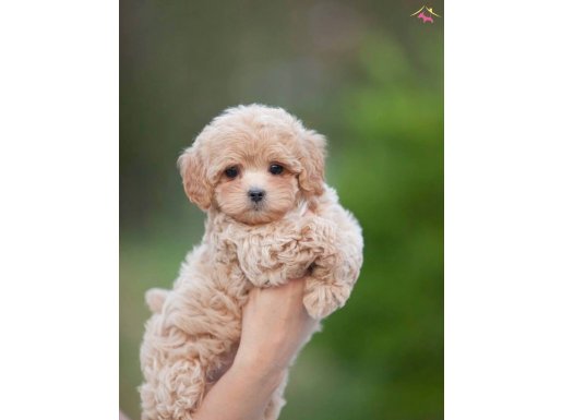 BİBLO SURAT MALTİPOO BEBEKLER