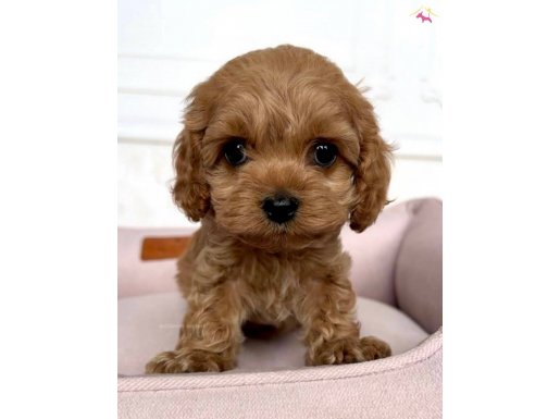 KIZIL MALTİPOO BEBEKLER