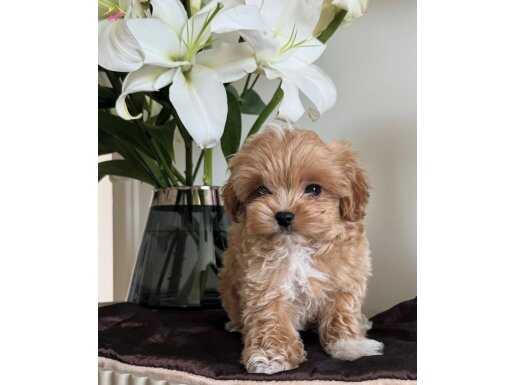 ÜST DÜZEY MALTİPOO BEBEKLER
