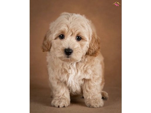 TOMBİK MALTİPOO BEBEKLER