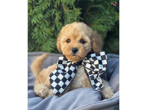 TONTİK MALTİPOO YAVRULARIMIZ