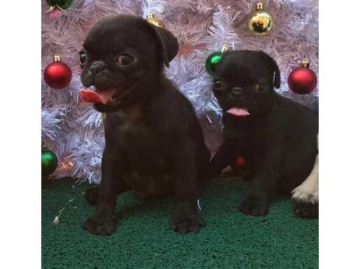 SAFKAN PUG MOPS YAVRULAR