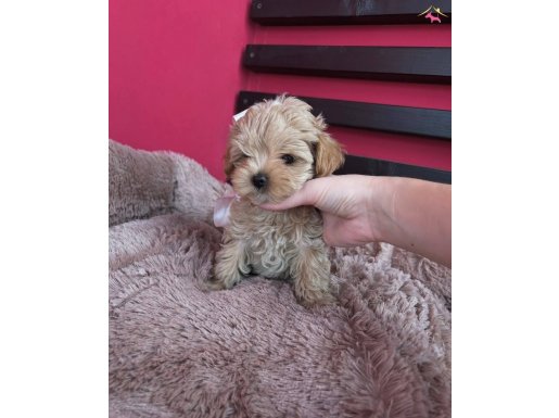 BİBLO SURATLI MALTİPOO BEBEKLER