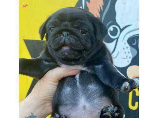 SİYAH PUG YAVRULARI