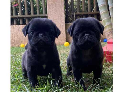 SİYAH PUG MOPS BEBEKLER