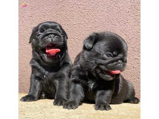 SAFKAN SİYAH PUG YAVRULAR