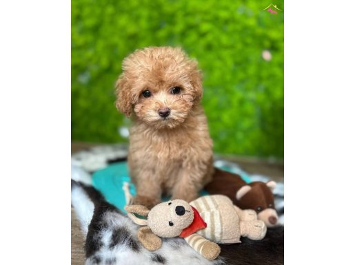 YENİ EVİNİ BEKLEYEN MALTİPOO BEBEKLERİMİZ