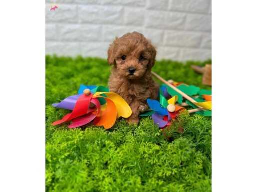 RED MALTİPOO BEBEKLERİMİZ