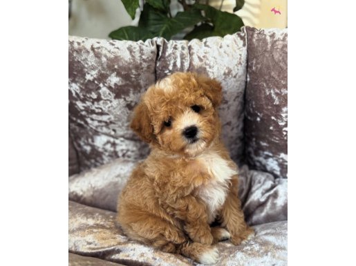 ÇİFT RENK MALTİPOO BEBEKLER
