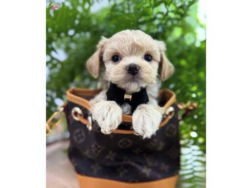 MALTİPOO BEBEĞİMİZ TOFFİE
