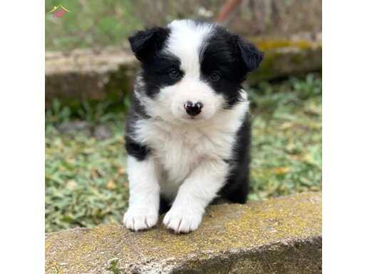 SAFKAN BORDER COLLİE YAVRULARI