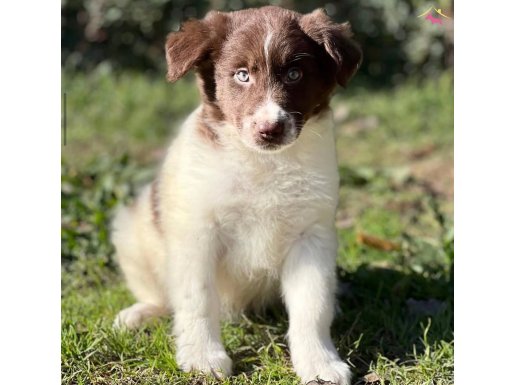 MASKELİ BORDER COLLİE YAVRULAR