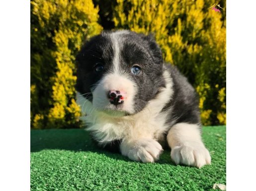 RENK RENK BORDER COLLİE BEBEKLER