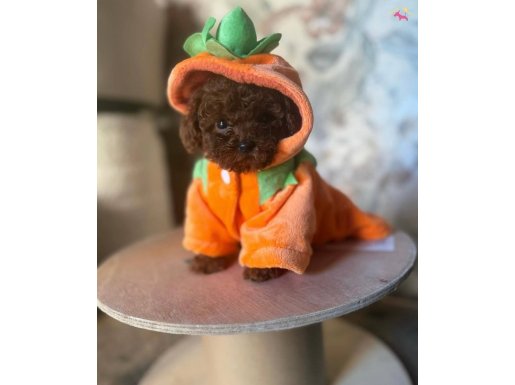 BÜCÜRÜK TOY POODLE BEBEKLER