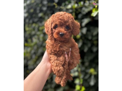 SAFKAN KALİTE TOY POODLE BEBEKLER