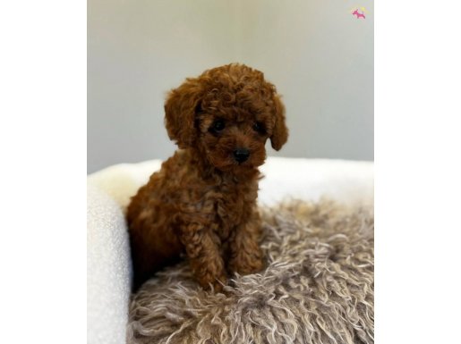 MİNNAK TOY POODLE YAVRULAR