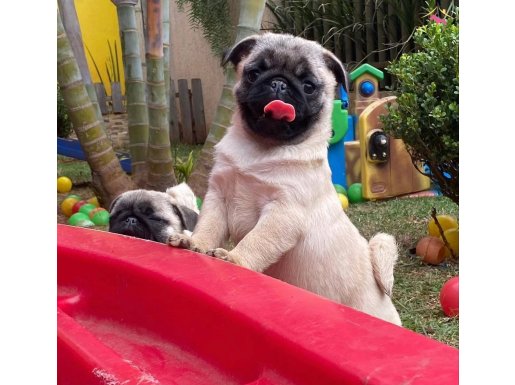 TOP KAFA PUG YAVRULAR