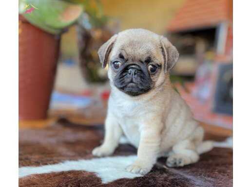 SAFKAN PUG YAVRULAR