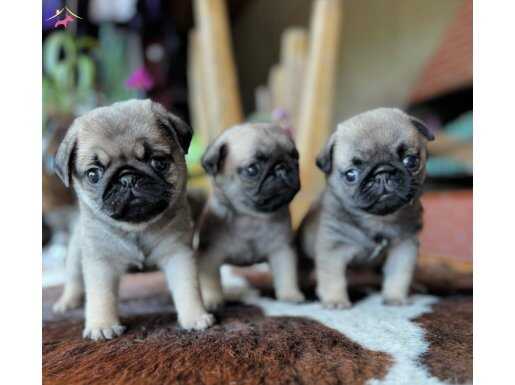 SAFKAN PUG MOPS