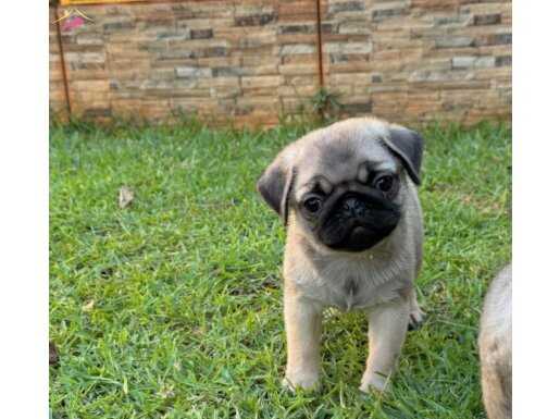İRİ YAPILI PUG BEBEKLER
