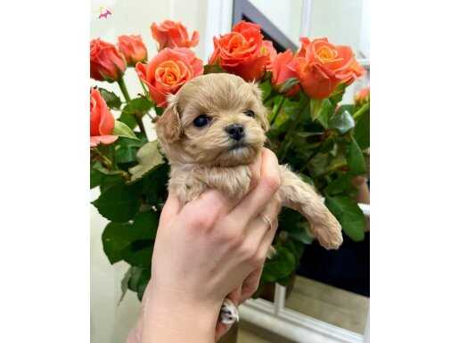 TEA CUP MALTİPOO İSTEYENLER