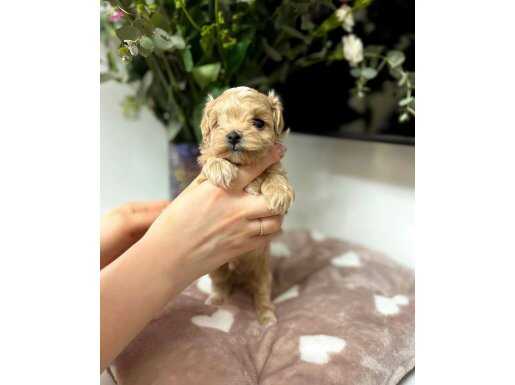 BÜYÜMEYEN MALTİPOO BEBEKLER