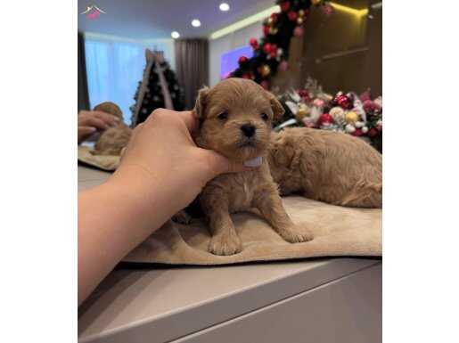 ORİJİNAL TEACUP MALTİPOO