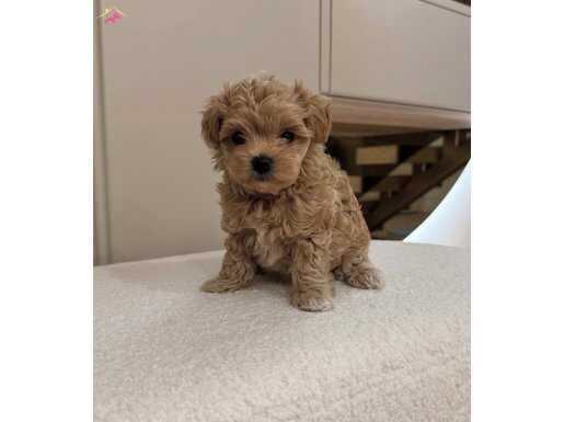 ORİJİNAL MALTİPOOO