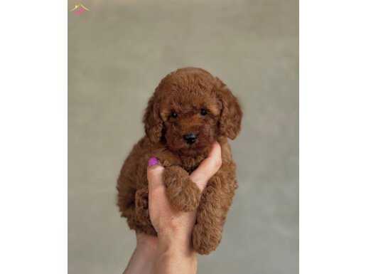 TOY POODLE BEBEKLER