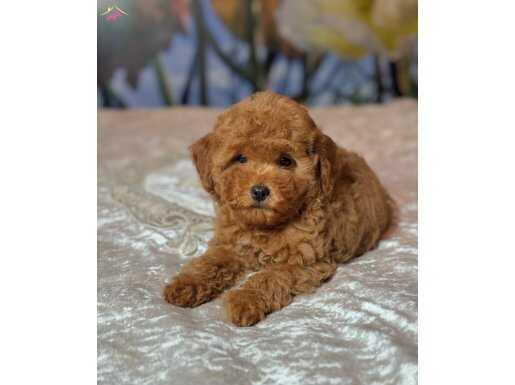 Bıcır Bıcır Toy Poodle Bebekler