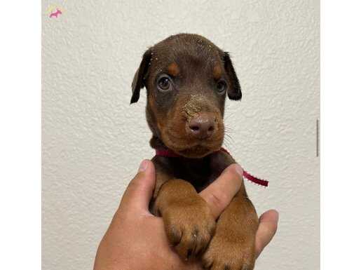 SAFKAN KIZIL DOBERMAN YAVRULARI