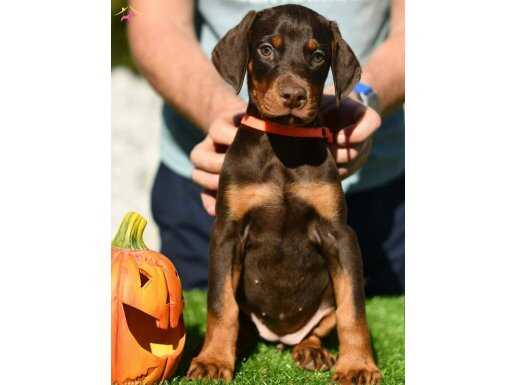 YAKIŞIKLI DOBERMAN BEBEKLER