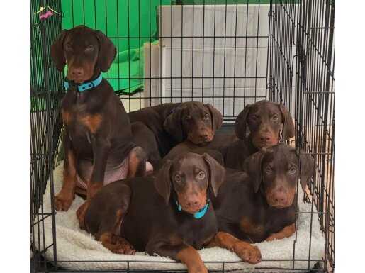 KİNG DOBERMAN YAVRULAR