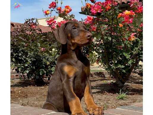 KİNG KIZIL DOBERMAN BEBEKLER