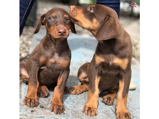 SAFKAN ÜRETİMDEN DOBERMAN YAVRULAR
