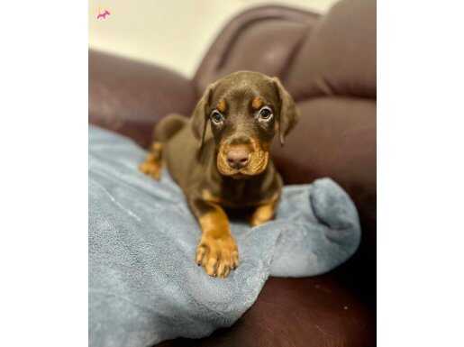 BİBLO GİBİ DOBERMAN YAVRULAR