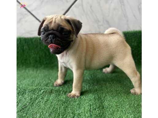 SAFKAN PUG MOPSLAR